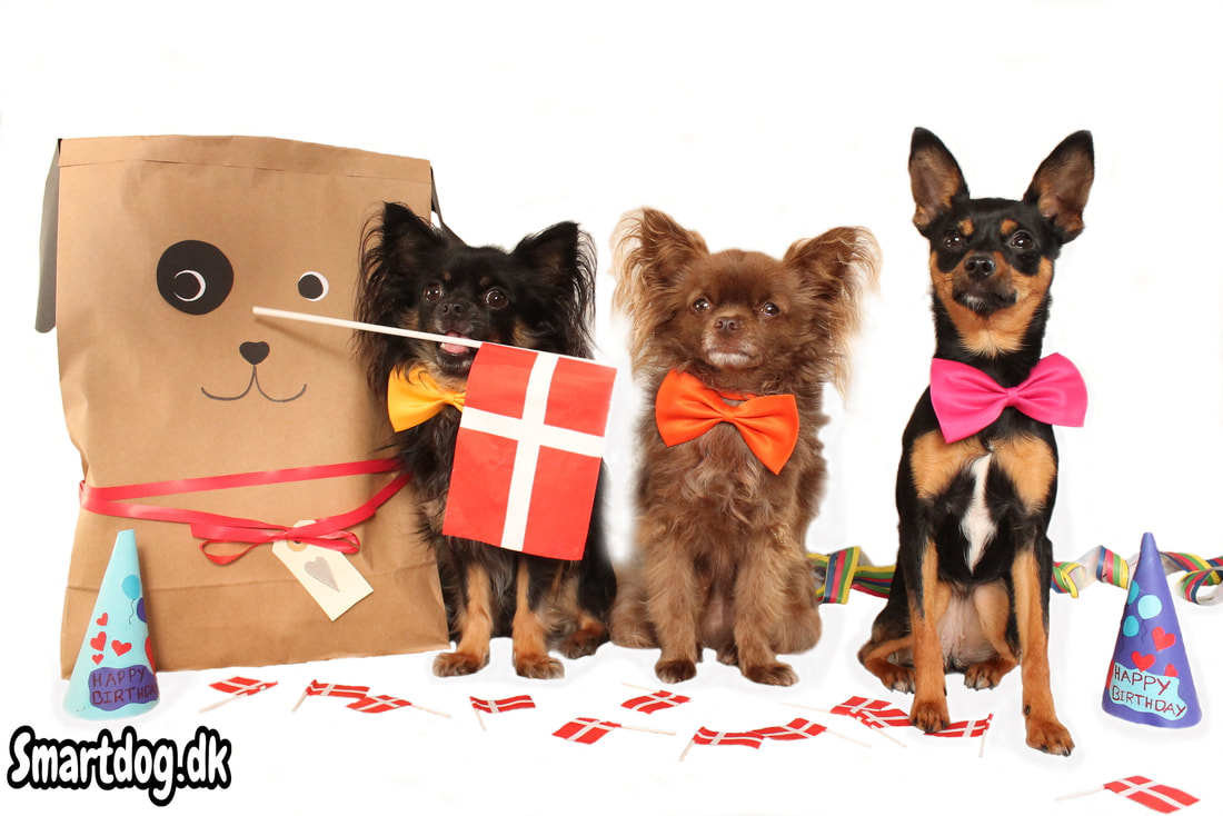 beskyldninger Meget sur Afsky Fødselsdagsgave (pakke) til hunde - Tosset med hund